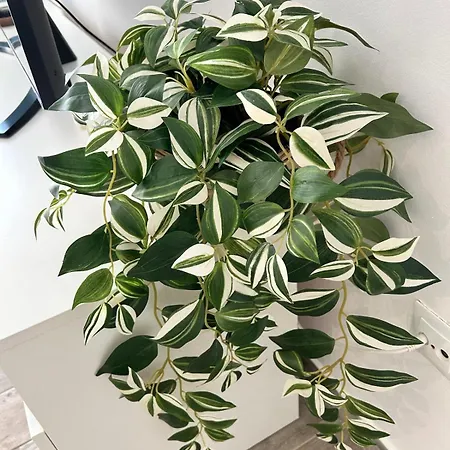 Casa Pura Vida 度假居 塔拉哈勒赫