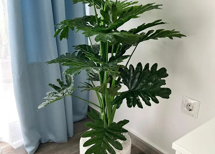 Casa Pura Vida * タラハレホ